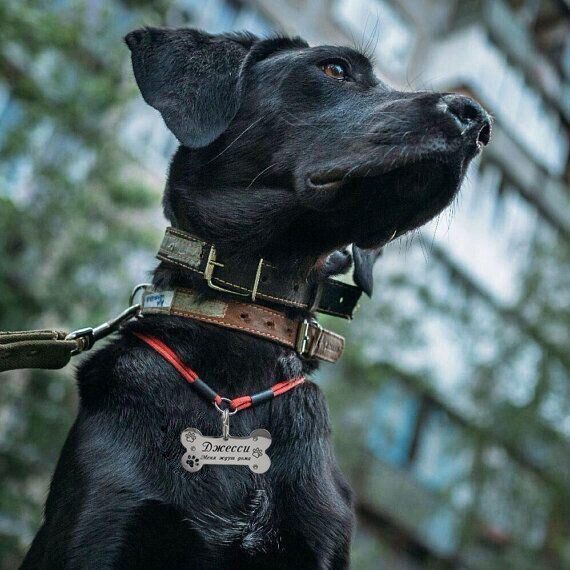 Custom engraved dog tag DOG_5 Steel