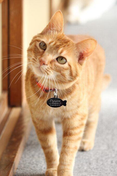 Custom engraved cat tag CAT_2.5 Black